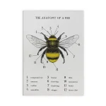 Póster anatomía de la abeja