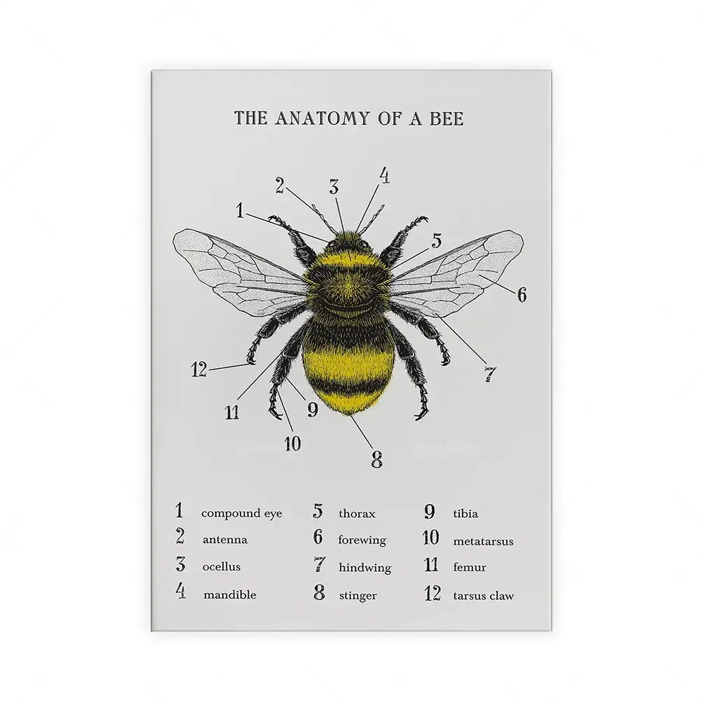 poster-anatomie-abeille-1 Póster anatomía de la abeja – Image 1