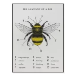 Póster anatomía de la abeja – Image 2