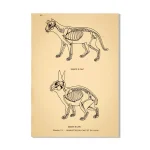 Póster antiguo de anatomía animal