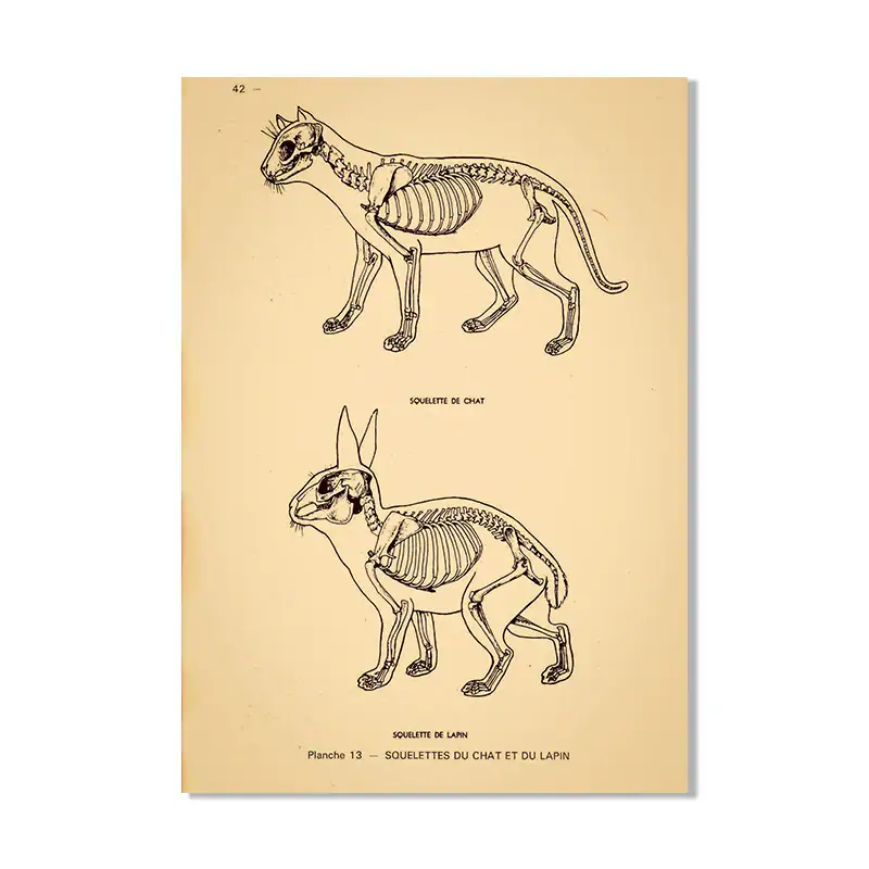poster-anatomie-animaux-ancien-1 Póster antiguo de anatomía animal – Image 1