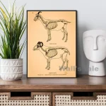 Póster antiguo de anatomía animal – Image 3