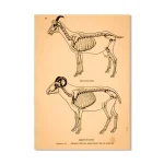 Póster antiguo de anatomía animal – Image 4