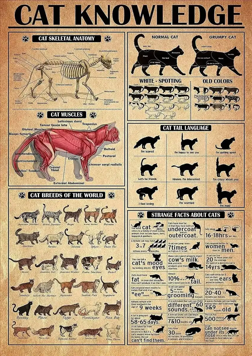 poster-anatomie-chat-1 Póster de anatomía del gato – Image 1