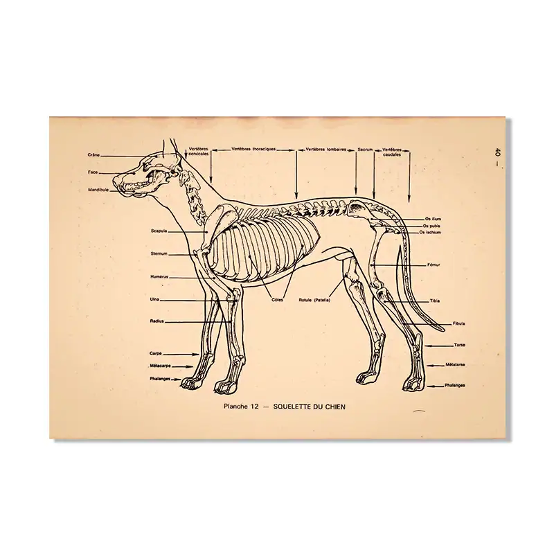 poster-anatomie-chien-1 Póster anatomía del perro – Image 1