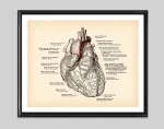 Póster anatomía del corazón