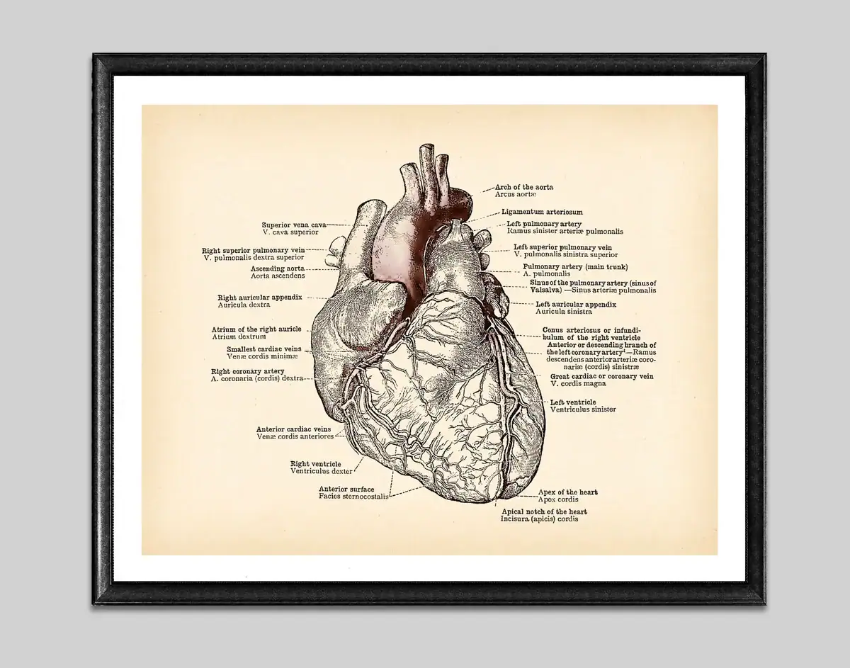 poster-anatomie-coeur-1 Póster anatomía del corazón – Image 1