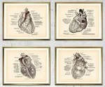 Póster anatomía del corazón – Image 2