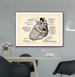 Póster anatomía del corazón – Image 5