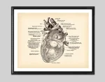 Póster anatomía del corazón – Image 6