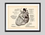 Póster anatomía del corazón – Image 7
