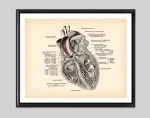 Póster anatomía del corazón – Image 8