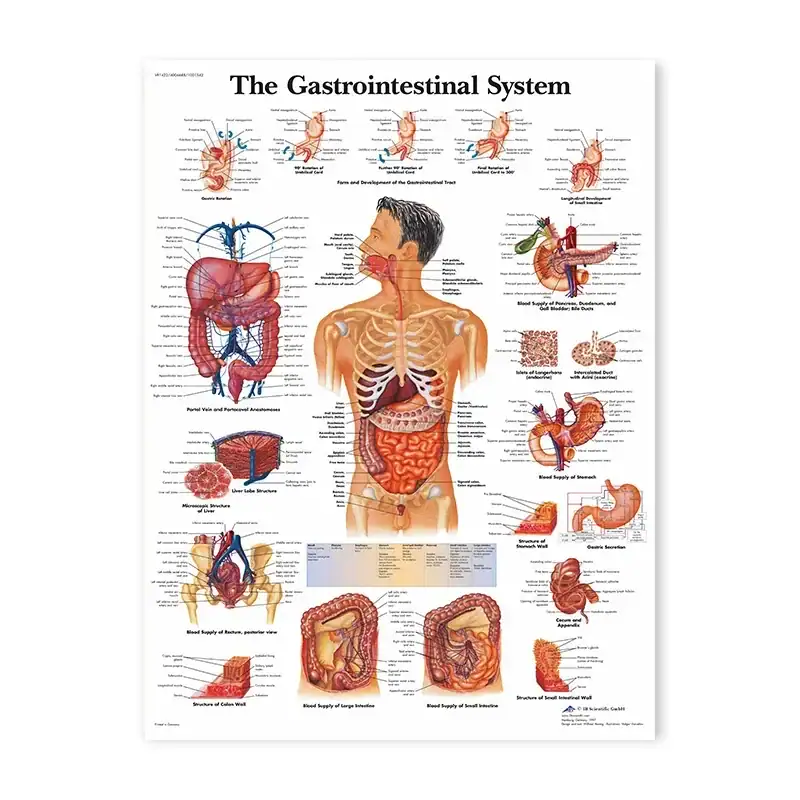 poster-anatomie-medecine-1 Póster de anatomía médica – Image 1