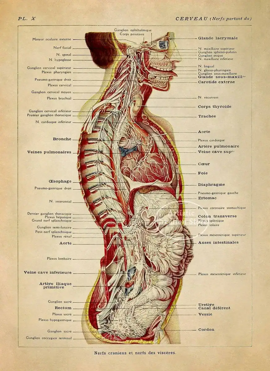 poster-anatomie-vintage-1 Póster de anatomía vintage – Image 1