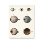 Diagrama del ojo humano