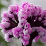 Gros plan sur un bouquet de fleurs violettes et roses, mettant en valeur leurs textures délicates et leurs couleurs vibrantes, parfait pour la décoration ou la science botanique.