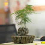 Plante verte en pot de décoration scientifique, idéale pour un intérieur moderne ou un bureau, apportant une touche naturelle et élégante à votre espace.