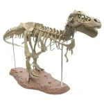 T-Rex squelette de dinosaure, décoration de collection pour amateurs de paléontologie et d'histoire naturelle.
