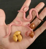 Vers de terre et œufs de poule en plastique sur la main, illustrant des objets de décoration scientifique amusants et éducatifs.