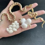 Serpent en plastique avec œufs blancs, décoration éducative et ludique pour les amateurs de sciences naturelles. Parfait pour une collection ou un projet pédagogique.