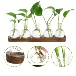 Collection de plantes en éprouvette avec racines visibles, présentées sur un support en bois, idéale pour la décoration scientifique et éducative.