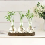 Trois vases en verre avec racines de plantes vertes, disposés sur une planche en bois, décorant un intérieur moderne et épuré.