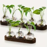 Collection de petites plantes vertes dans des flacons en verre, présentée sur deux supports en bois, idéale pour la décoration scientifique ou naturelle.