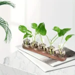 Balconnière de plantes vertes dans des flacons de laboratoire en verre.