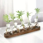Série de petits vases en verre contenant des plantes vertes, disposés sur une planche en bois, décor scientifique et naturel pour une ambiance moderne.