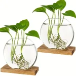 Plantes aquatiques dans un bocal en verre transparent avec racines visibles, posées sur une base en bois, illustrant la décoration scientifique et naturelle.