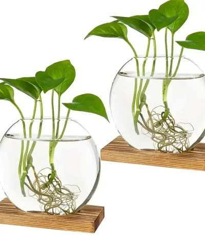Plantes aquatiques dans un bocal en verre transparent avec racines visibles, posées sur une base en bois, illustrant la décoration scientifique et naturelle.