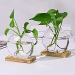 Deux plantes vertes dans des vases en verre ronds remplis d'eau, posés sur des bases en bois, décorant un espace moderne avec un style scientifique et naturel.