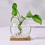 Plante verte dans un vase en verre transparent rempli d'eau, avec racines visibles, posé sur une base en bois.