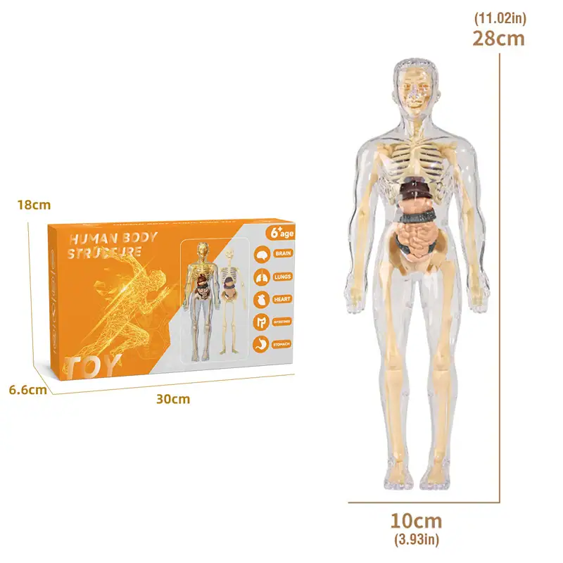 jeux-anatomie-os-et-organes-1 Ensemble éducatif du corps humain en plastique pour l'apprentissage anatomique, comprenant des organes et os détachables, idéal pour l'enseignement scientifique et la décoration éducative.