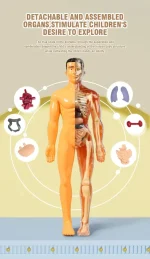 Modèle anatomique enfant détachable et assemblé, illustrant les organes internes pour la décoration éducative et scientifique.