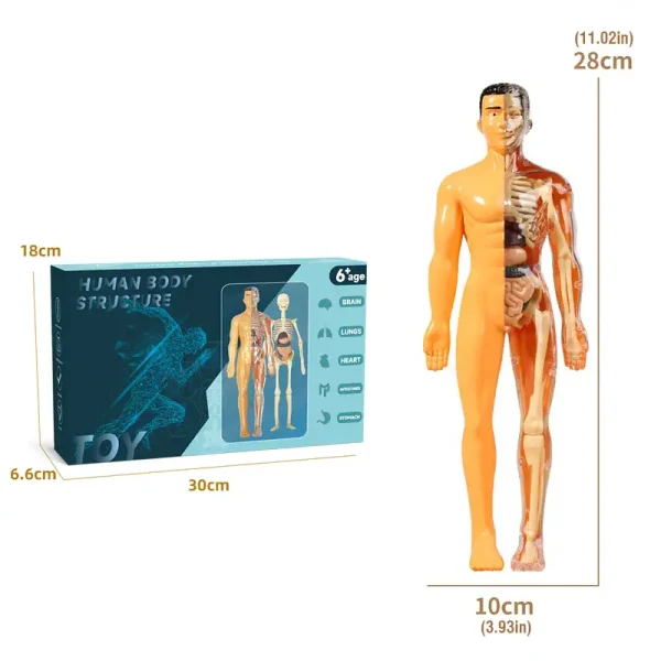 Figurine anatomique humaine avec détails internes et externes.