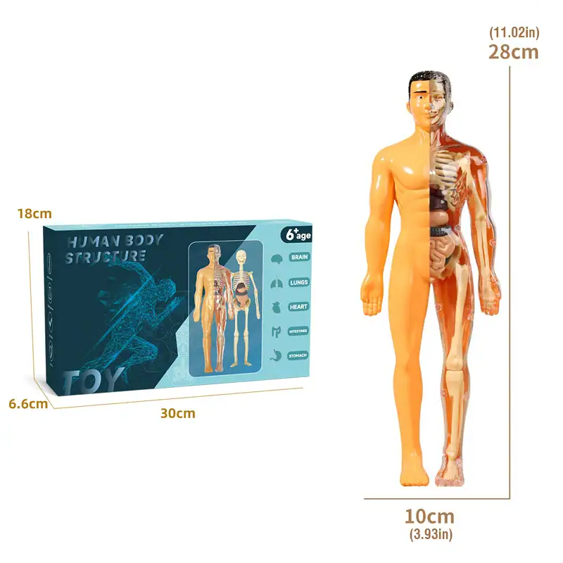 jeux-corps-humain-organes-1 Figurine anatomique humaine avec détails internes et externes.