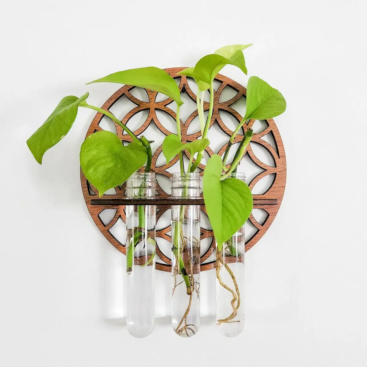 oasis-murale-hydroponique-lot-de-2-1 Plante verte dans trois éprouvettes en verre fixées à un support en bois avec motif géométrique, décoration scientifique et naturelle.