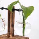 Vase en verre contenant une plante verte avec une grande feuille, fixé sur un support en bois pour décoration scientifique et moderne.