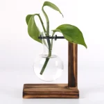 Plante verte dans un vase en verre avec support en bois, décoration scientifique moderne. Idéal pour une ambiance naturelle et éducative.
