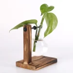 Support de plante avec base en bois et verre à expérience.