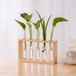 Plantes vertes dans des éprouvettes en verre, présentées dans un support en bois naturel, parfaites pour la décoration scientifique ou éducative.