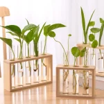 Ensemble de plantes vertes dans des éprouvettes en verre fixées dans des supports en bois naturel, parfaits pour la décoration scientifique ou botanique.