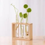 Ensemble de trois plantes dans des verres avec racines visibles, présentées dans un cadre en bois, décoration naturelle et moderne.