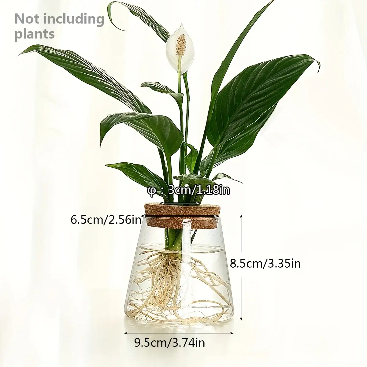 station-genesis-bouturage-hydroponique-1 Plante d'intérieur verte dans un vase en verre avec racines visibles, idéale pour la décoration scientifique ou botanique.