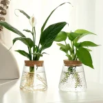 Balcon et décoration avec plantes vertes en verre transparent.