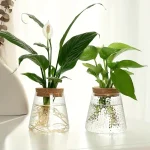 Vase en verre avec plante verte et fleur blanche, décoration naturelle et élégante pour intérieur.