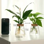 Deux plantes en verre avec racines visibles, décoratives, sur une surface blanche, avec un smartphone à côté pour l'échelle.