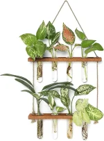 Composition de plantes d'intérieur variées dans des tubes à essai suspendus, créant une décoration botanique moderne et naturelle pour la maison ou le bureau.
