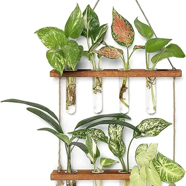 Composition de plantes d'intérieur variées dans des tubes à essai suspendus, créant une décoration botanique moderne et naturelle pour la maison ou le bureau.